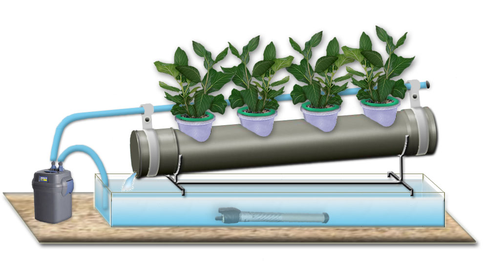 как выращивать на гидропонной установке